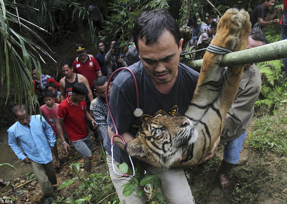 The tiger that came to tea! Wild animal that had terrified locals by searching for food in their Indonesian village is caught in a trap and relocated to a zoo. (June 13, 2016)